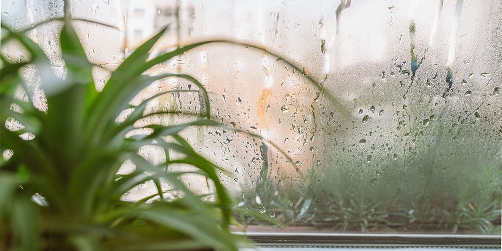 Window with plant and water humidity on it